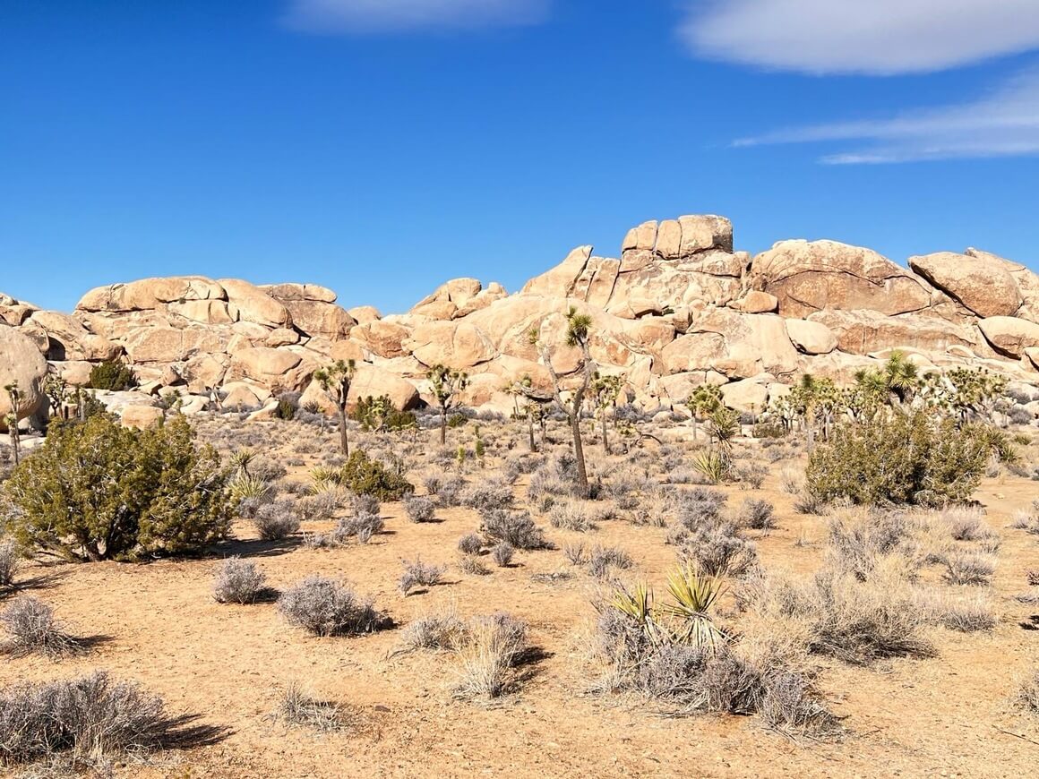 joshua tree national park 1 United States of America.