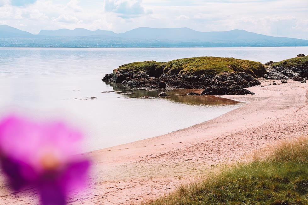 A beach with a pink flower in the foreground, some cliffs in the mid ground and mountains in the distance.