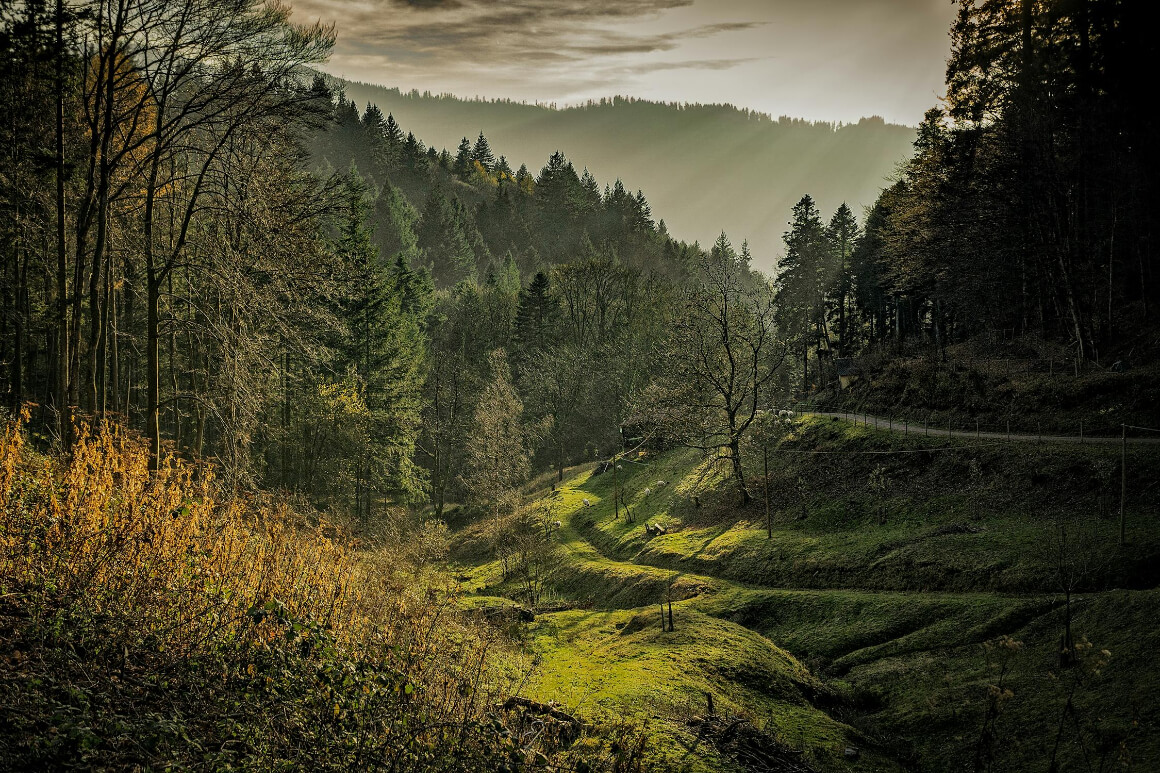 lush trees and rolling hills in the black forest