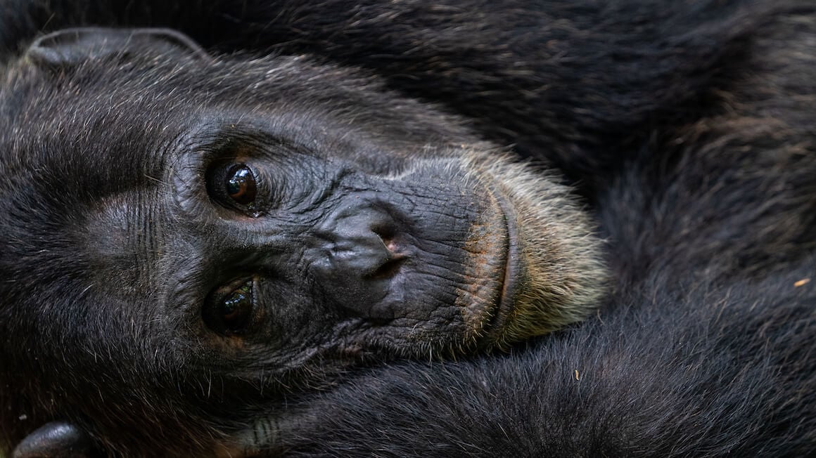a primate lying on its side with a close zoom on its human-like face