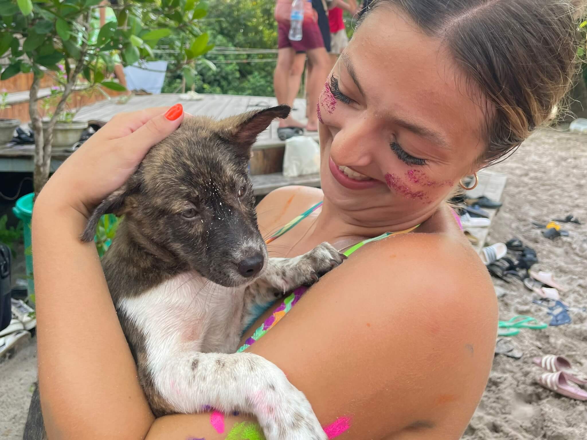 street dog on the beach in koh rong, cambodia