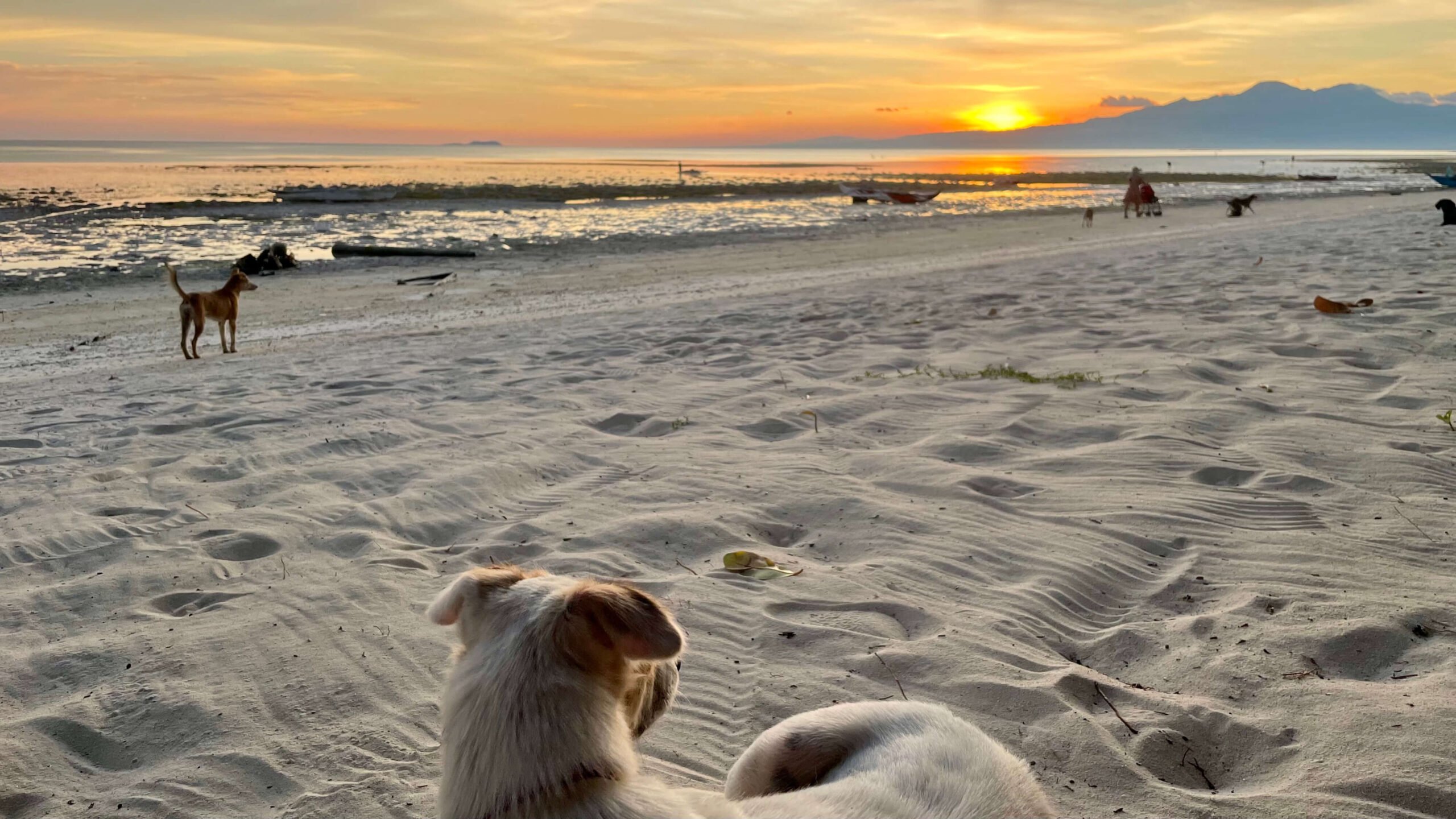 dog sitting on a beach watching the sunset in the philippines, siquijor