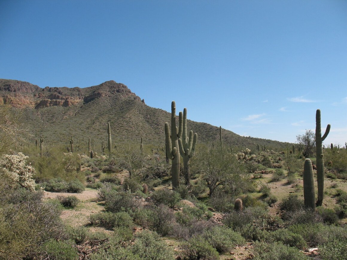 cacti in a desert in biltmore, phoenix