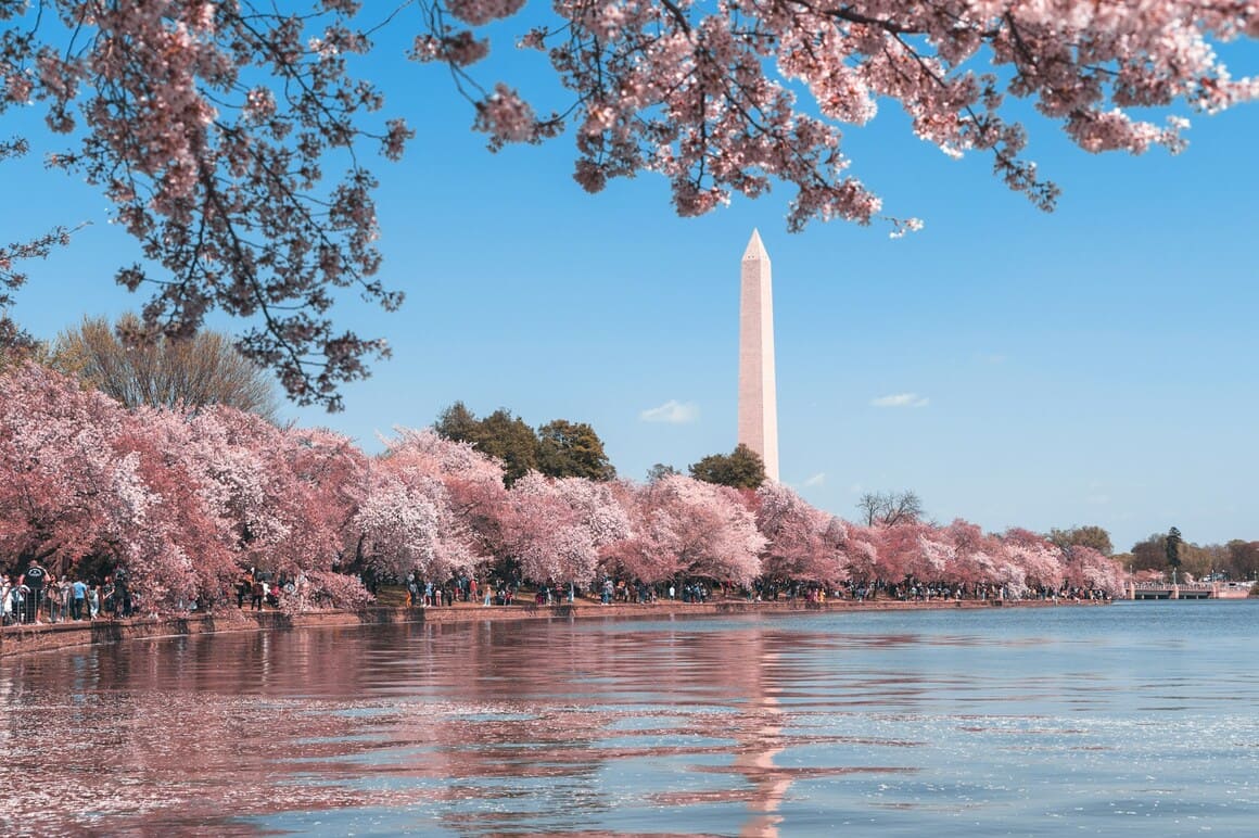 cherry blossoms line a lake with national mall in the background in washington DC