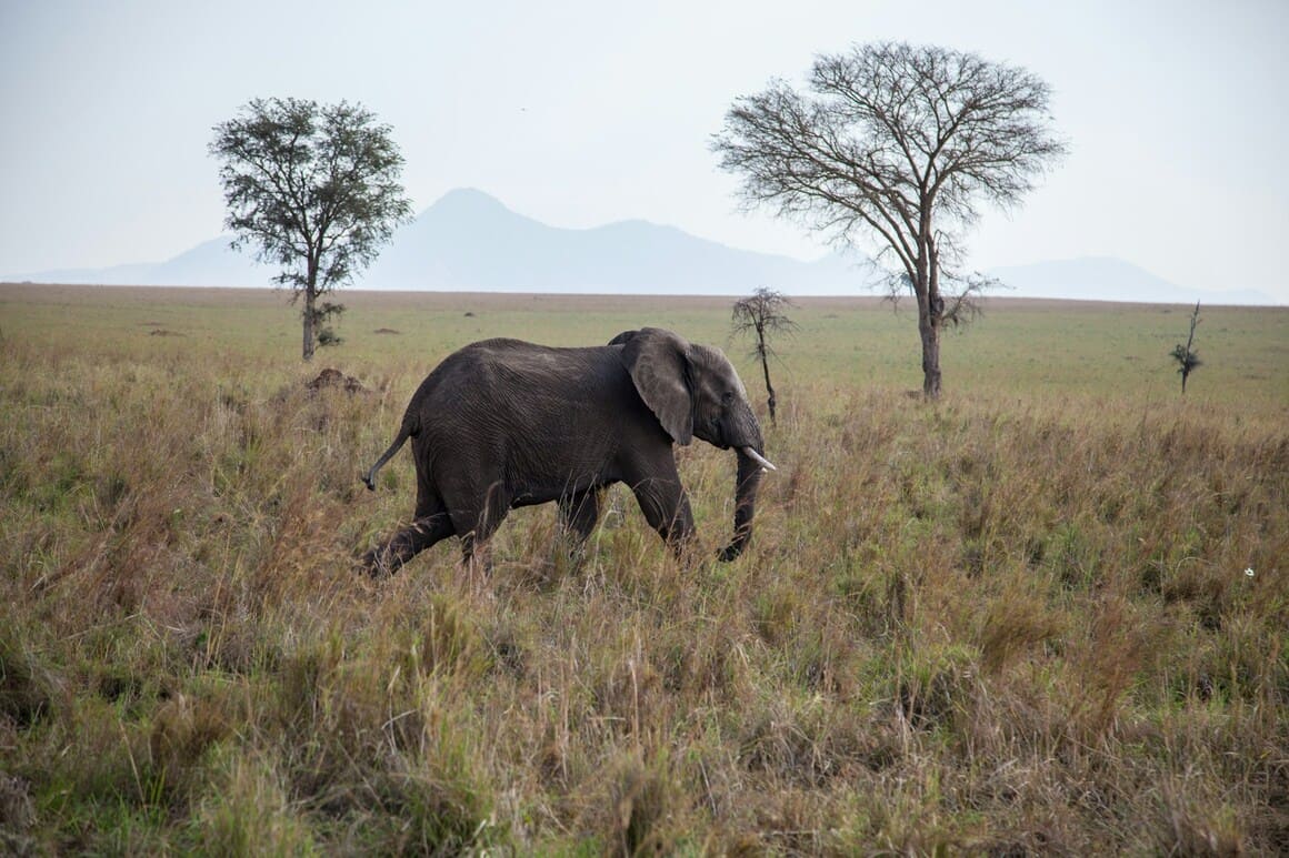 an elephant running through a national park in uganda