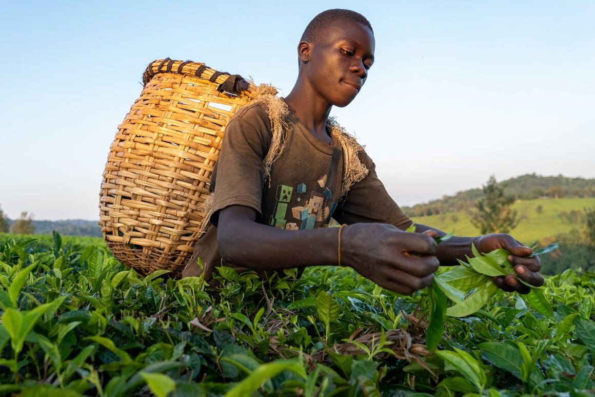 a man of the batwa tribe working in a field in uganda