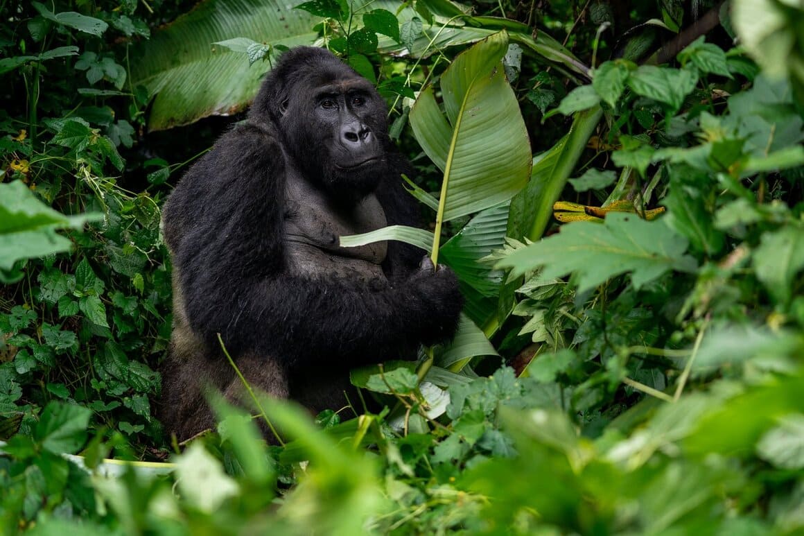 a huge black mountain gorilla hiding behind huge green leaves in a rainforest in uganda