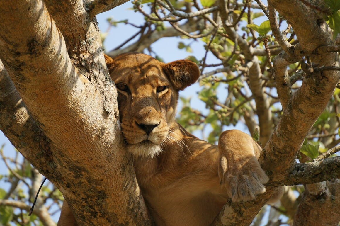 lioness lying on the grass in a national park in uganda