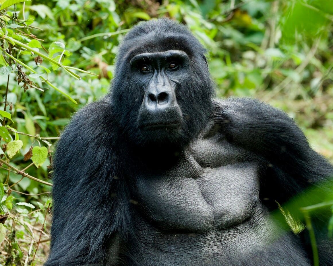 a huge black mountain gorilla looking right at the camera surrounded by lime green grass in uganda