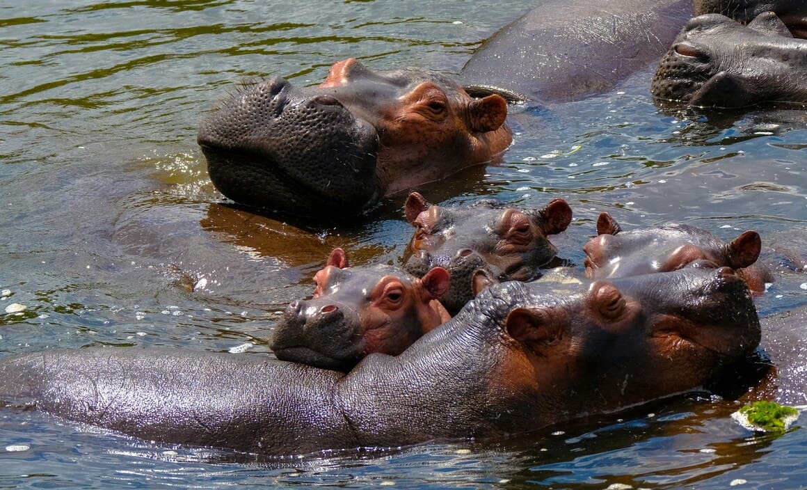 five hippos with their heads visible above the river in uganda