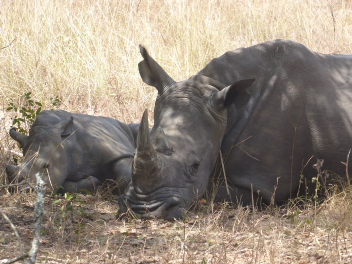 two rhinos at the ziwa sanctuary in uganda laying in the shade