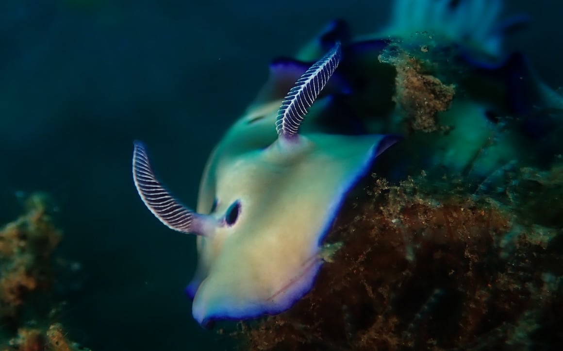 A colorful nudibranch poses for underwater picture in the oceans of Amed, Bali.