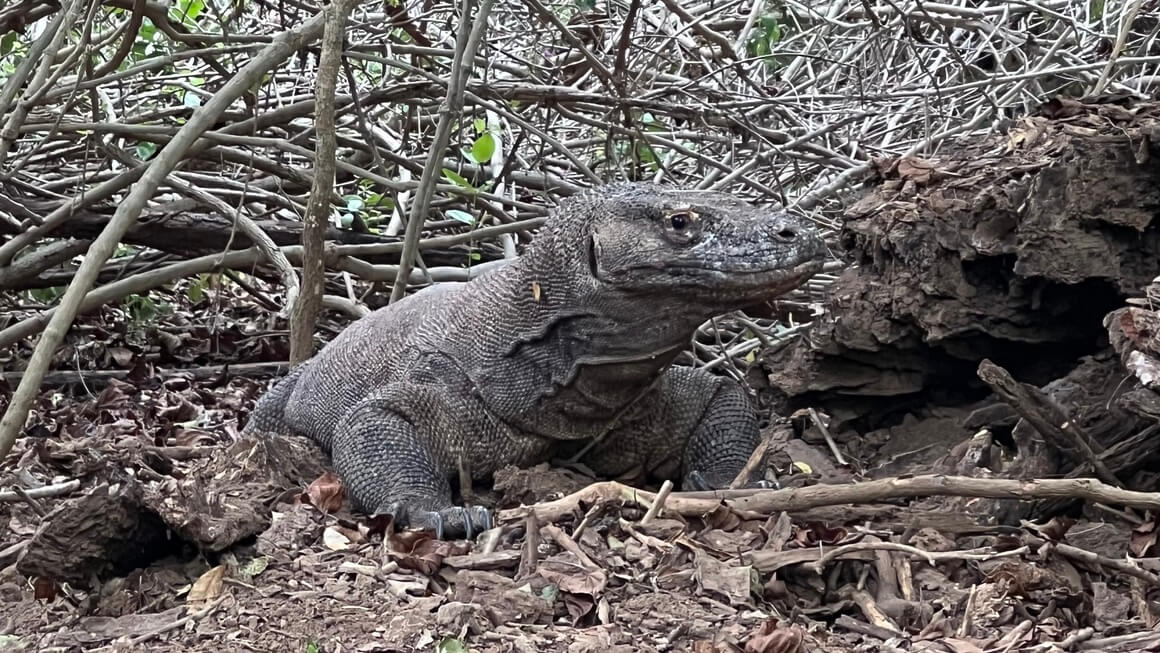 up close of a Komodo Dragon chilling in Komodo Island, Indonesia, wildlife