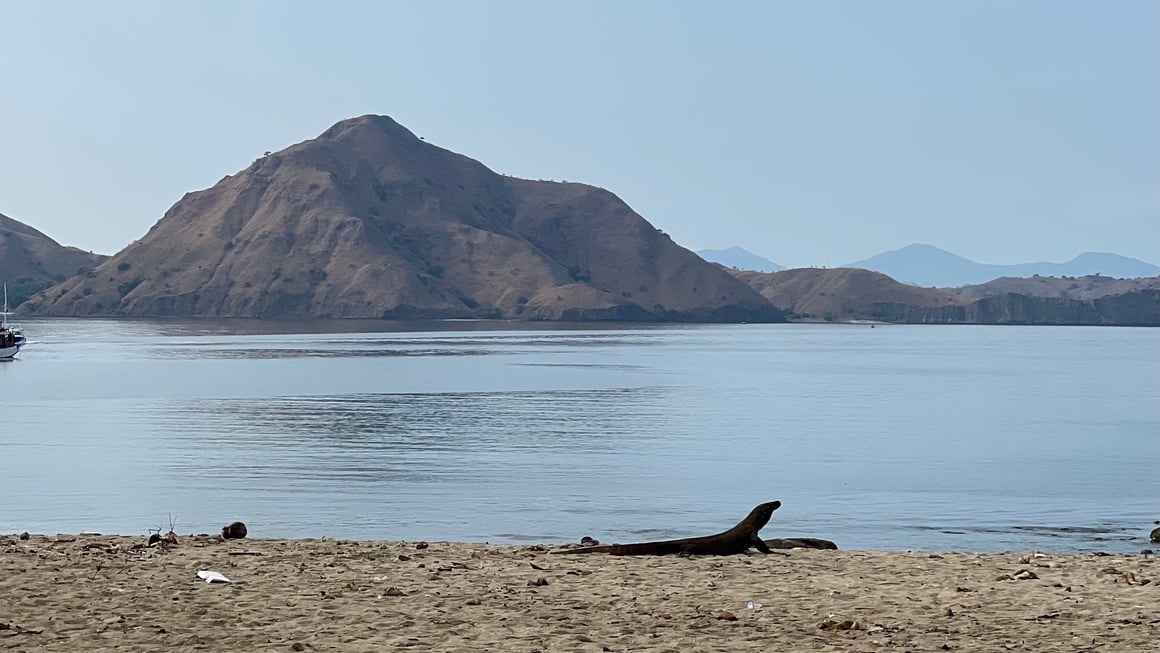 Komodo Dragon chilling in Komodo Island, Indonesia, wildlife with a ocean backdrop