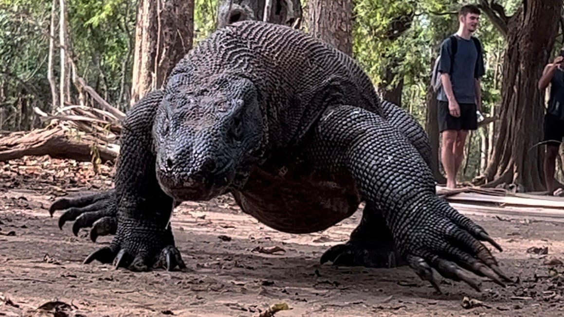 Up close of a Komodo Dragon walking in Komodo Island, Indonesia, wildlife