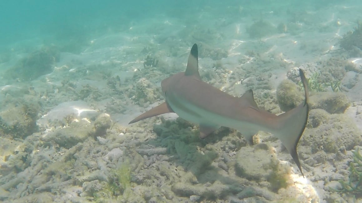 Black tip reef shark in Komodo Island, Indonesia