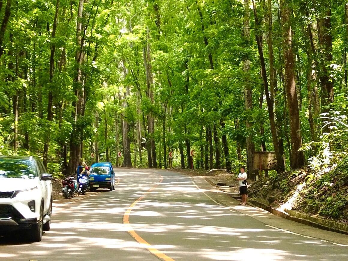 man-made-forest-bohol