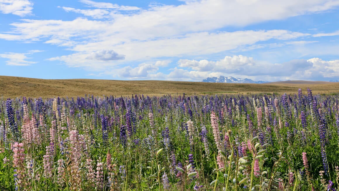 lupin flowers at lake tekapo in south island new zealand