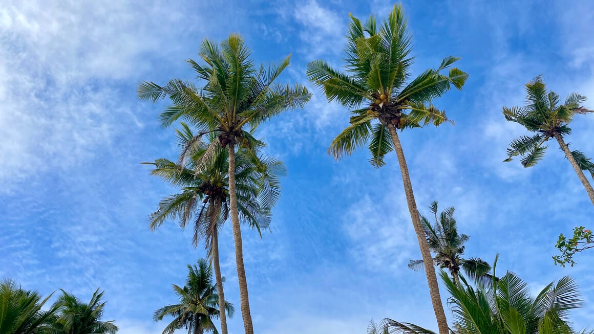 Palm trees and blue sky. 