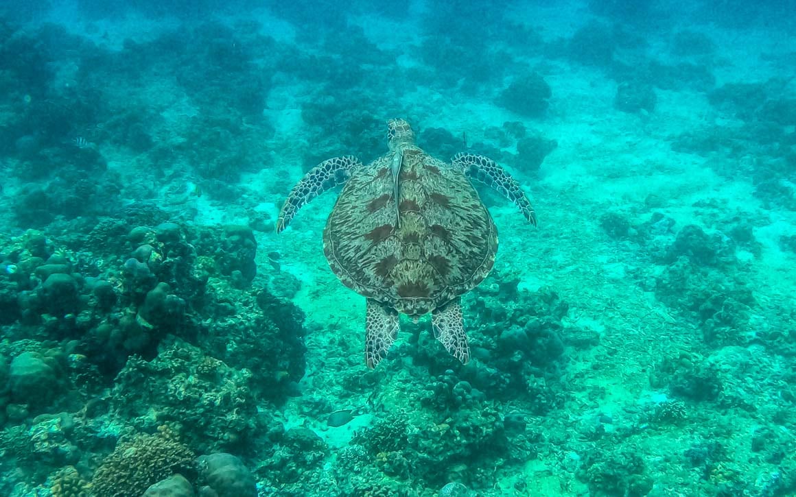 a green and blue tinted underwater photo of a sea turtle swimming around coral in the gili islands in indonesia