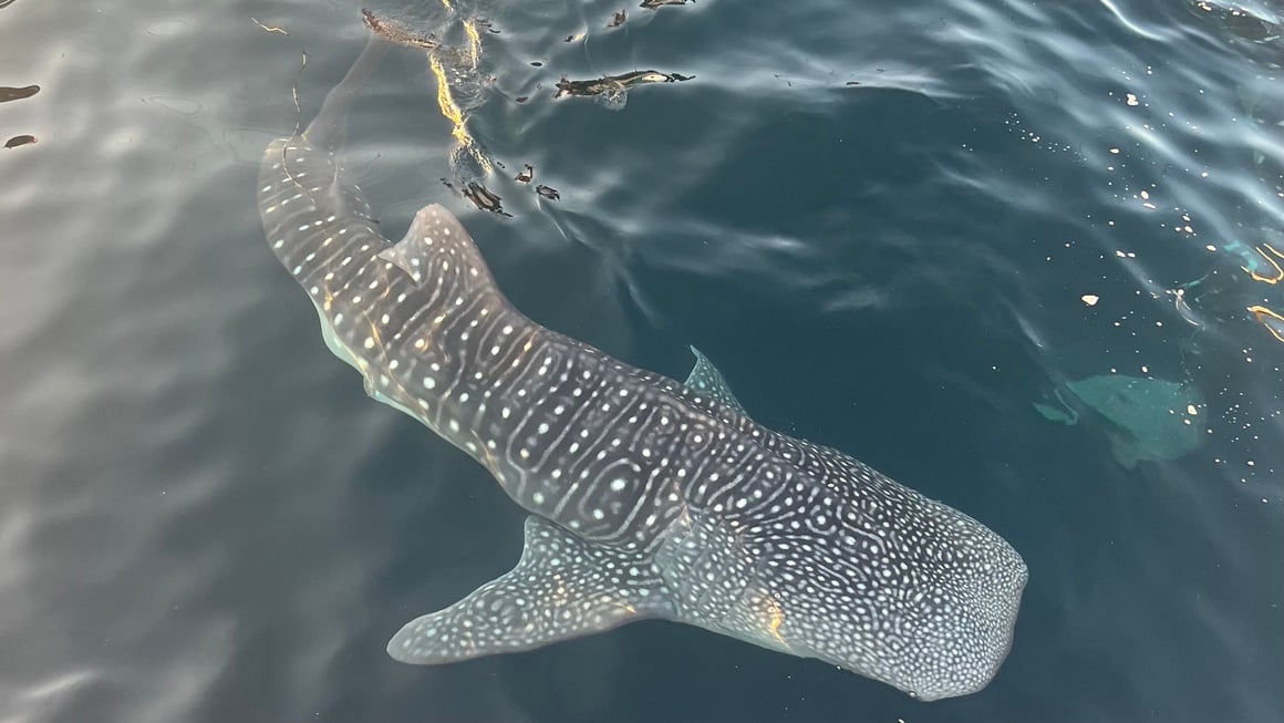 Whale shark in the ocean in Komodo Island. Ocean Wildlife!