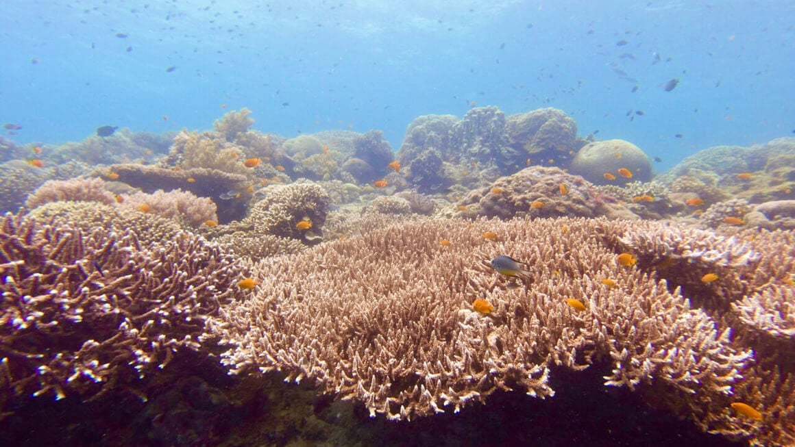 coral reef in philippinesa