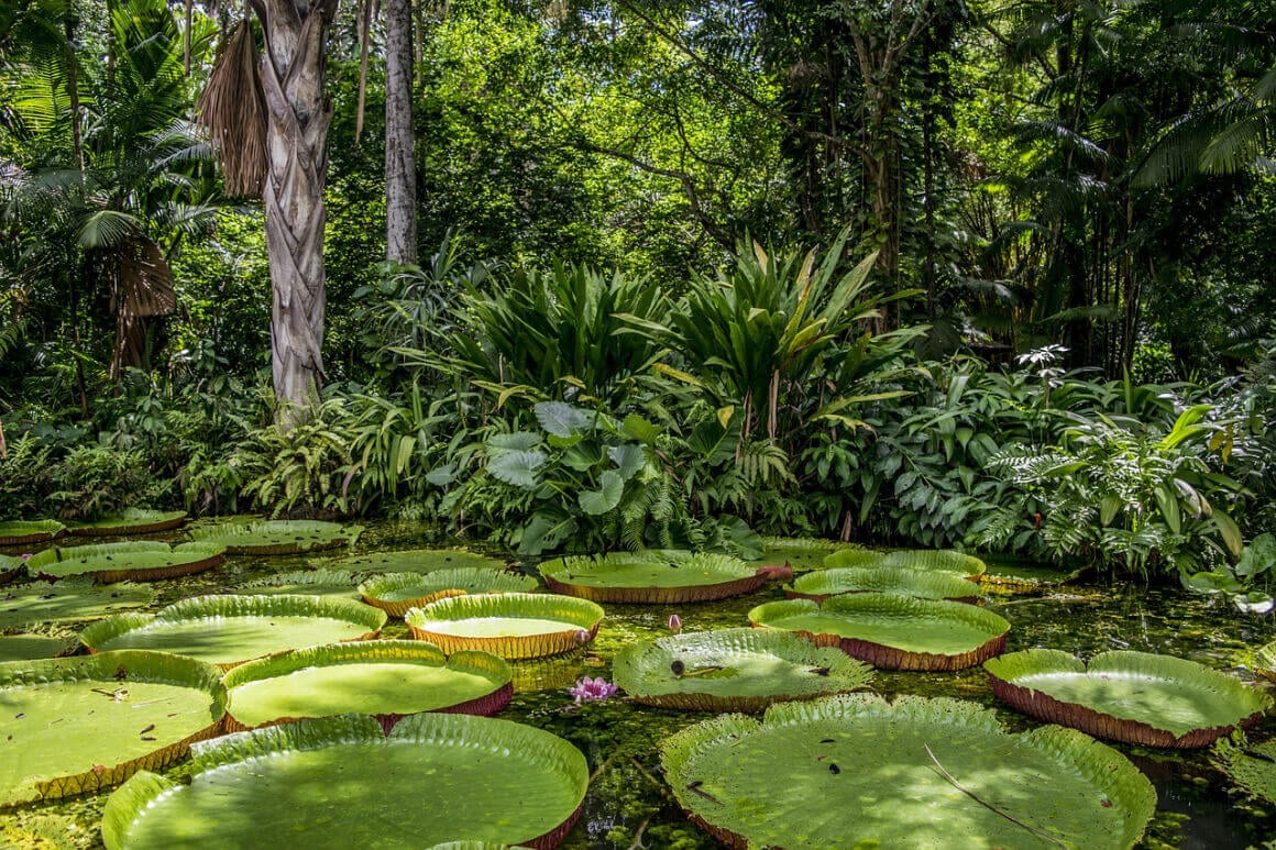 The Amazon Rainforest