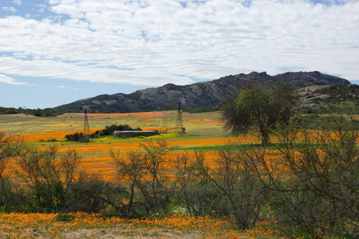 Goegap Nature Reserve, Namaqualand