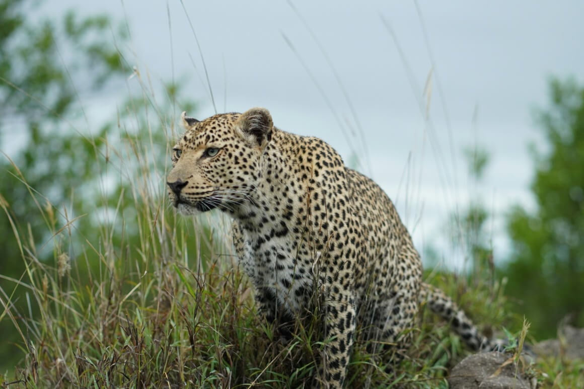 Sabi Sand Nature Reserve, Mpumalanga