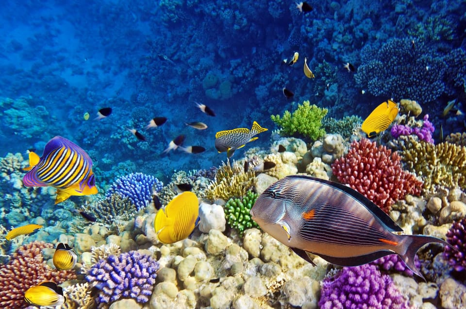 Vibarnt coral reef and fish