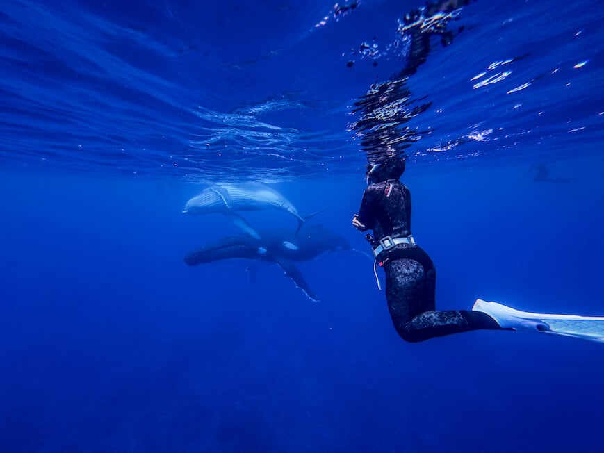 a girl in a black diving suit and flippers floating in the ocean in front of a whale and its calf in rurutu french polynesia