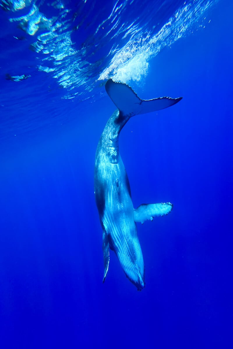 an adult humpback whale diving downward into the deep blue sea in french polynesia