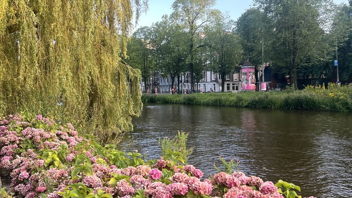 pink flowers at weteringsplantsoen park in amsterdam 