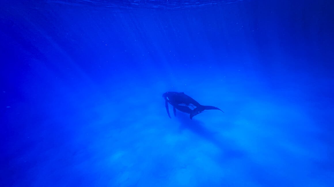 a humpback whale swimming away in a super blue ocean in french polynesia