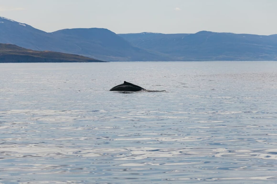 Hop on a whale-watching boat trip in Akureyri