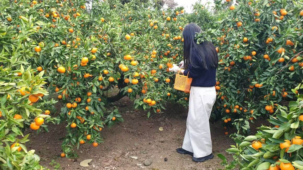 Person picking Tangerines at a Local Farm