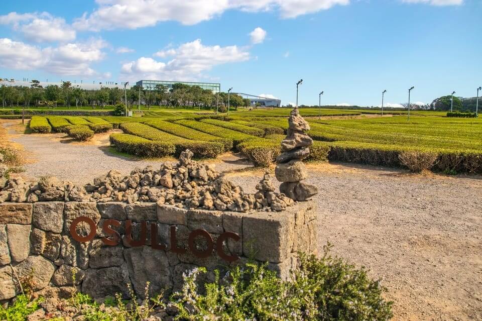 O’Sulloc Seogwan Tea Plantation