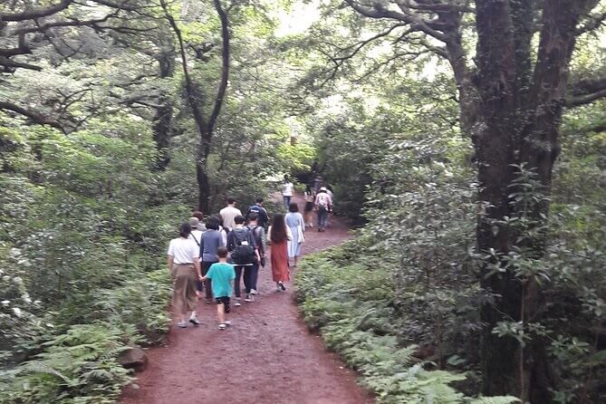 Group of peoplewalking through the Nutmeg Trees at Bijarim Forest jeju