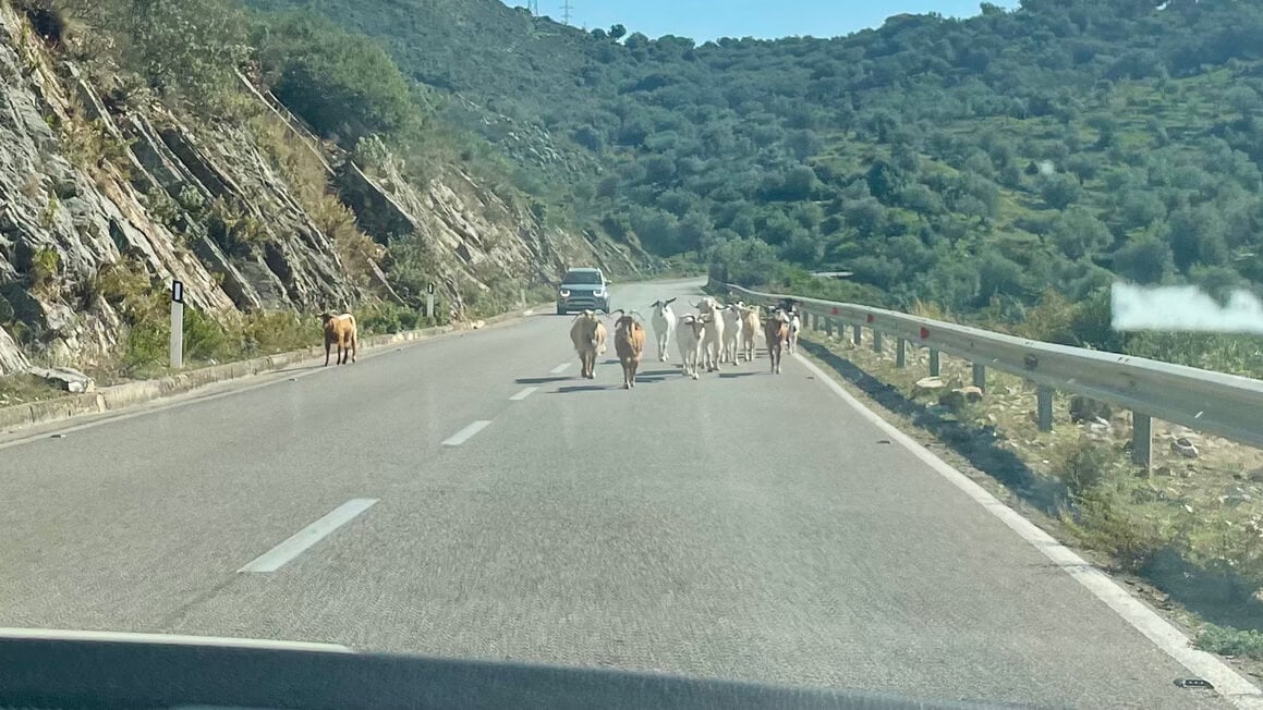 goats oncoming on a road in albania