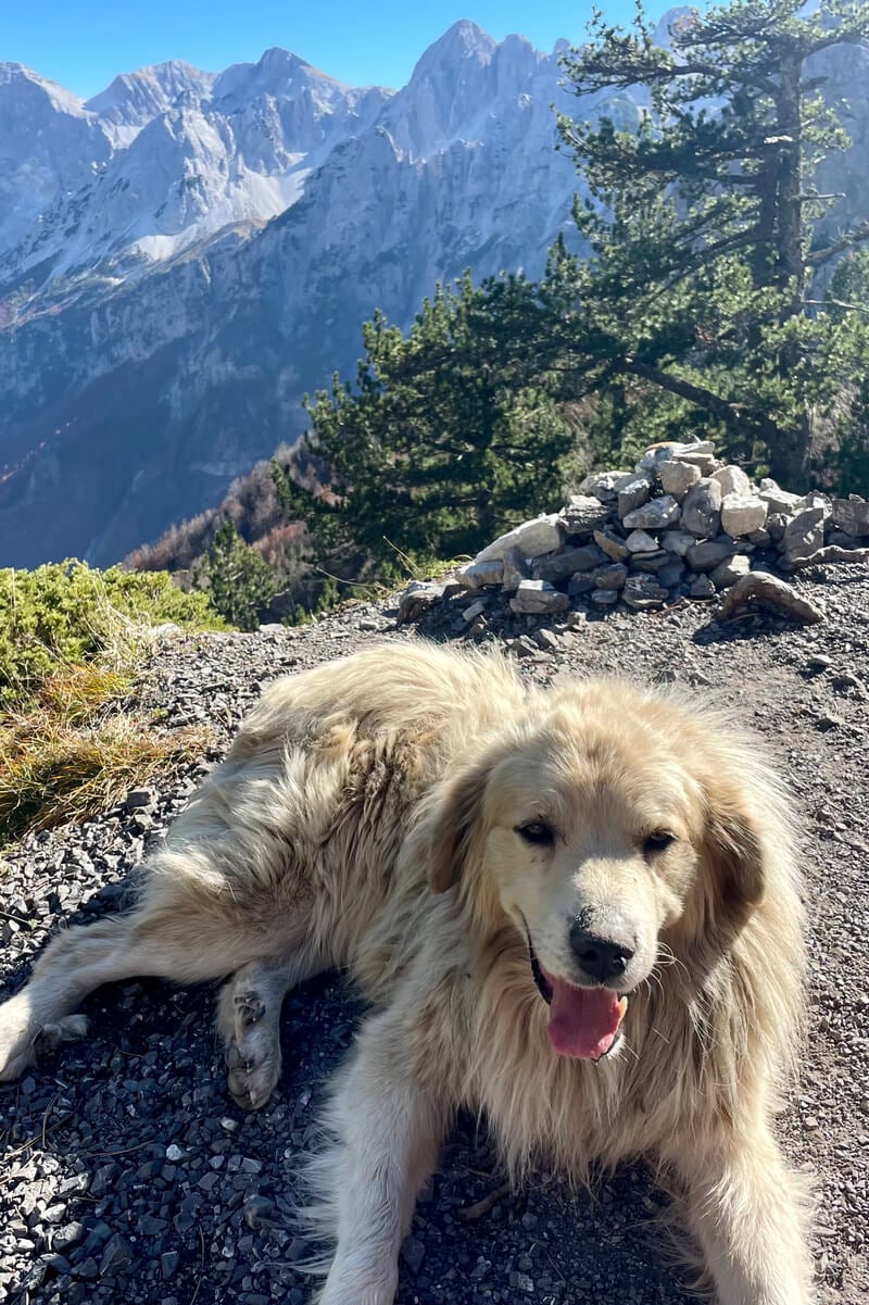 mountain dog at the top of the valbona to theth hike, albania