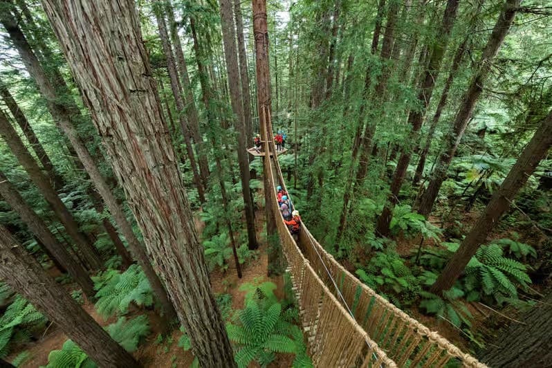 people walking across a tree bridge in The Redwood Forest Rotorua