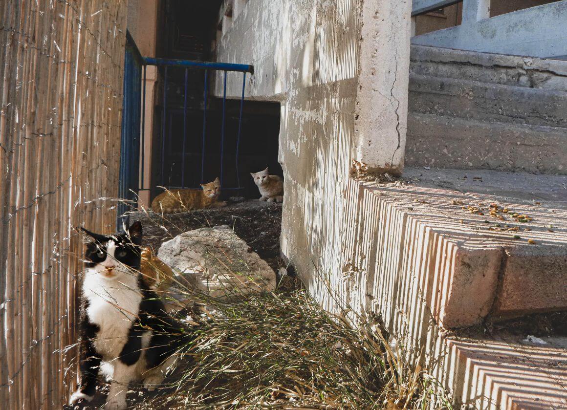 Stray cats when visiting Nazareth, Israel