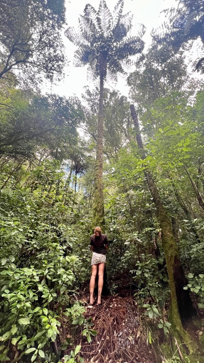 Girl Looking up at a tall Punga tree in Rotorua, New Zealand on a bush walk