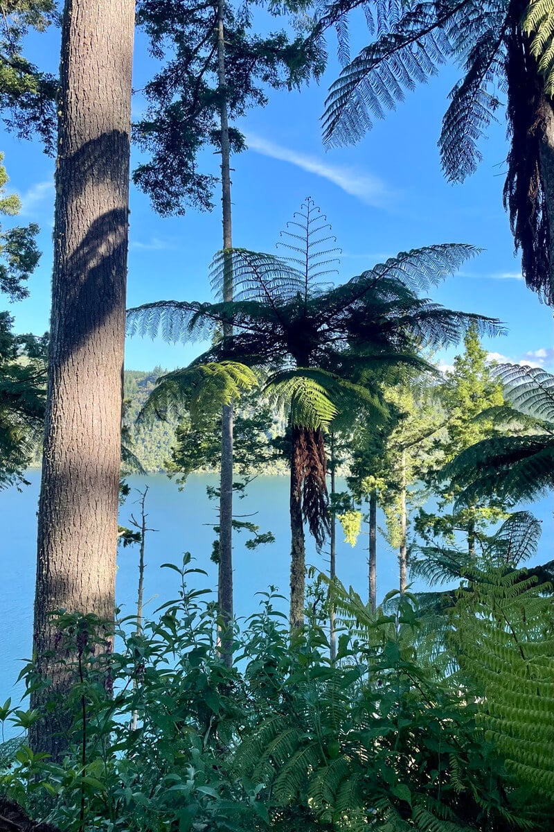 view from a mountain biking track in the red woods, new zealand