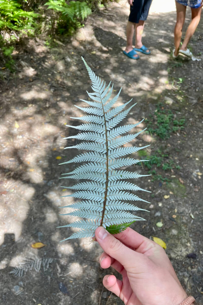 person holding a silver fern in the forest/ bush in new zealand (nz)