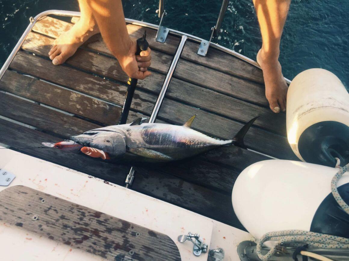 A tuna caught while sailing with a lure in its mouth and a spike in its brain so that it died quickly.