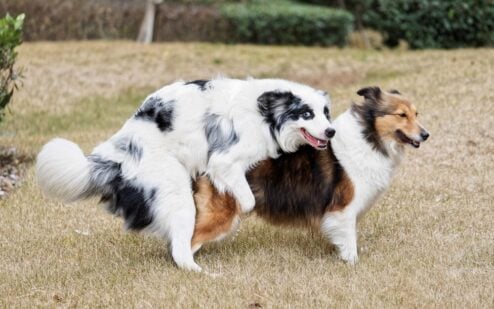 two dogs humping