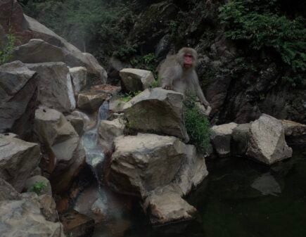 Monkey hanging out by traditional Japanese hot spring in Nagano, Japan.