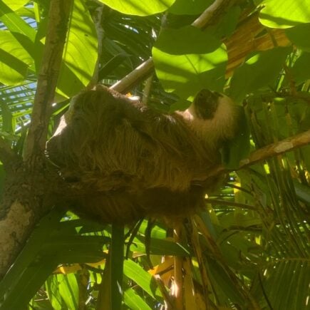 Sloth in Bocas Del Toro Panama