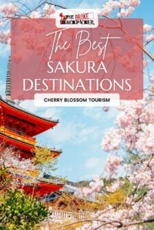 cherry blossom tourism pinterest image